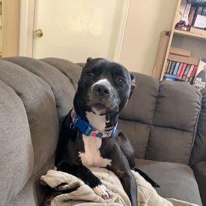 Meet your Posher, Ash